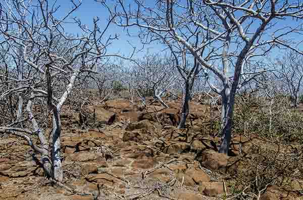 111 - Ecuador - islas Galapagos - isla Seymour Norte